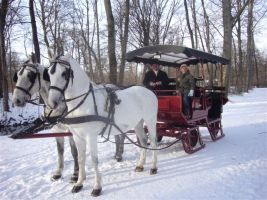 Pferdeschlittenfahrten in der weien Winterpracht